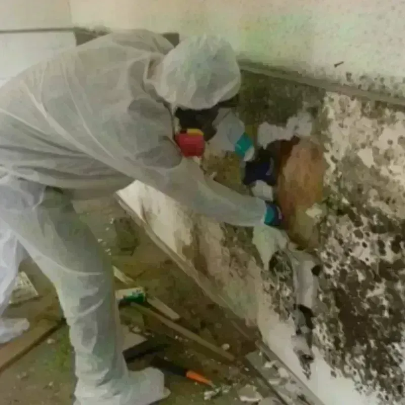 Mold Remediation and Removal in Liberty, NY